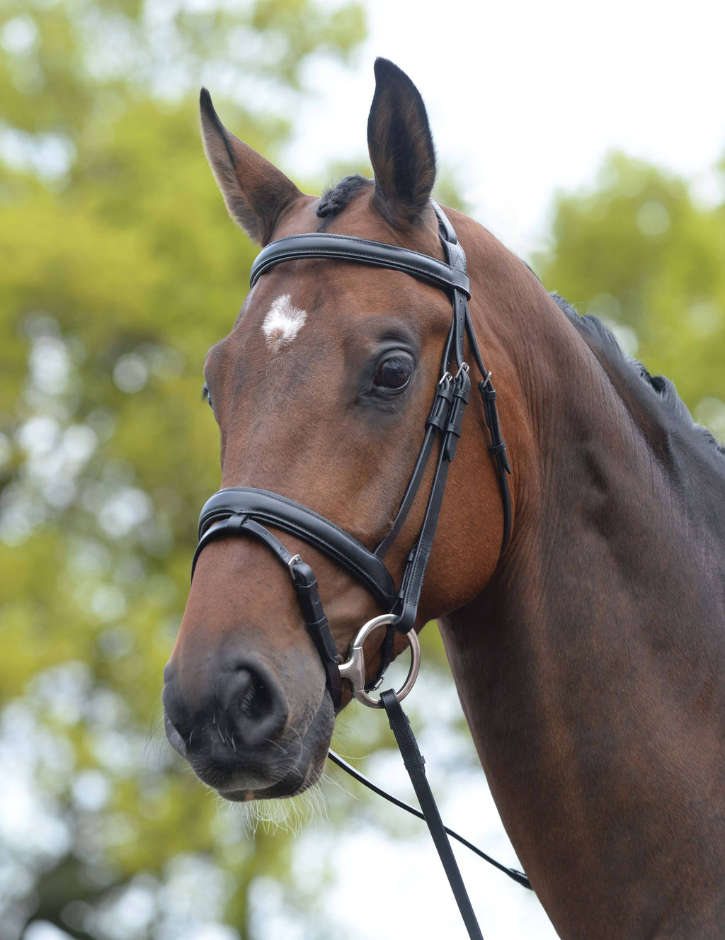 Black Padded Flash Bridle O52812