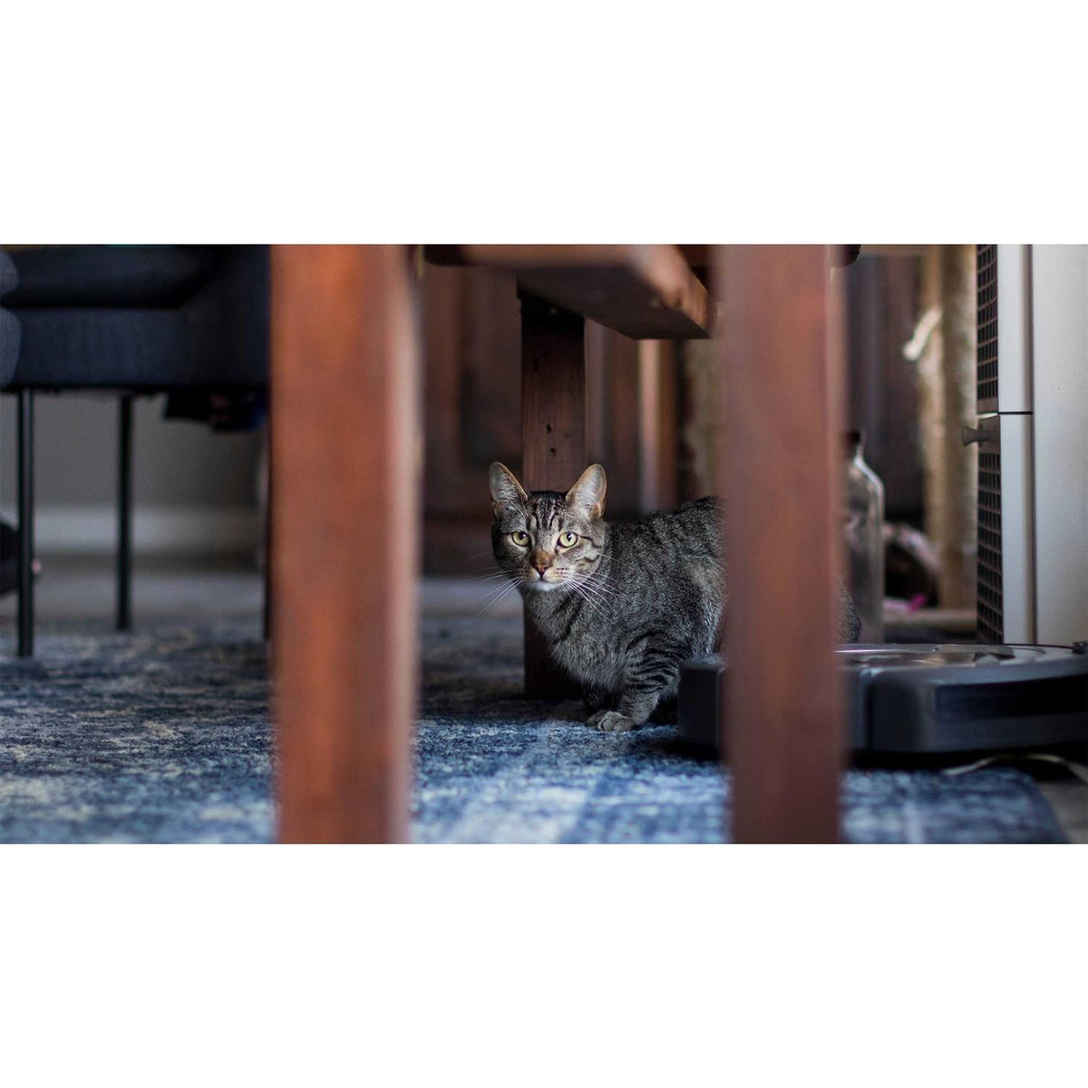 Grain-Free Dry Small Bite Cat Food V3780