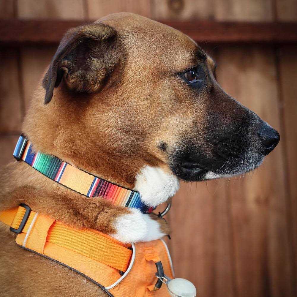Seatbelt Dog Collar Z427