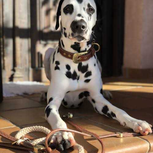 Genuine Embossed Italian Leather Dog Collar V99910
