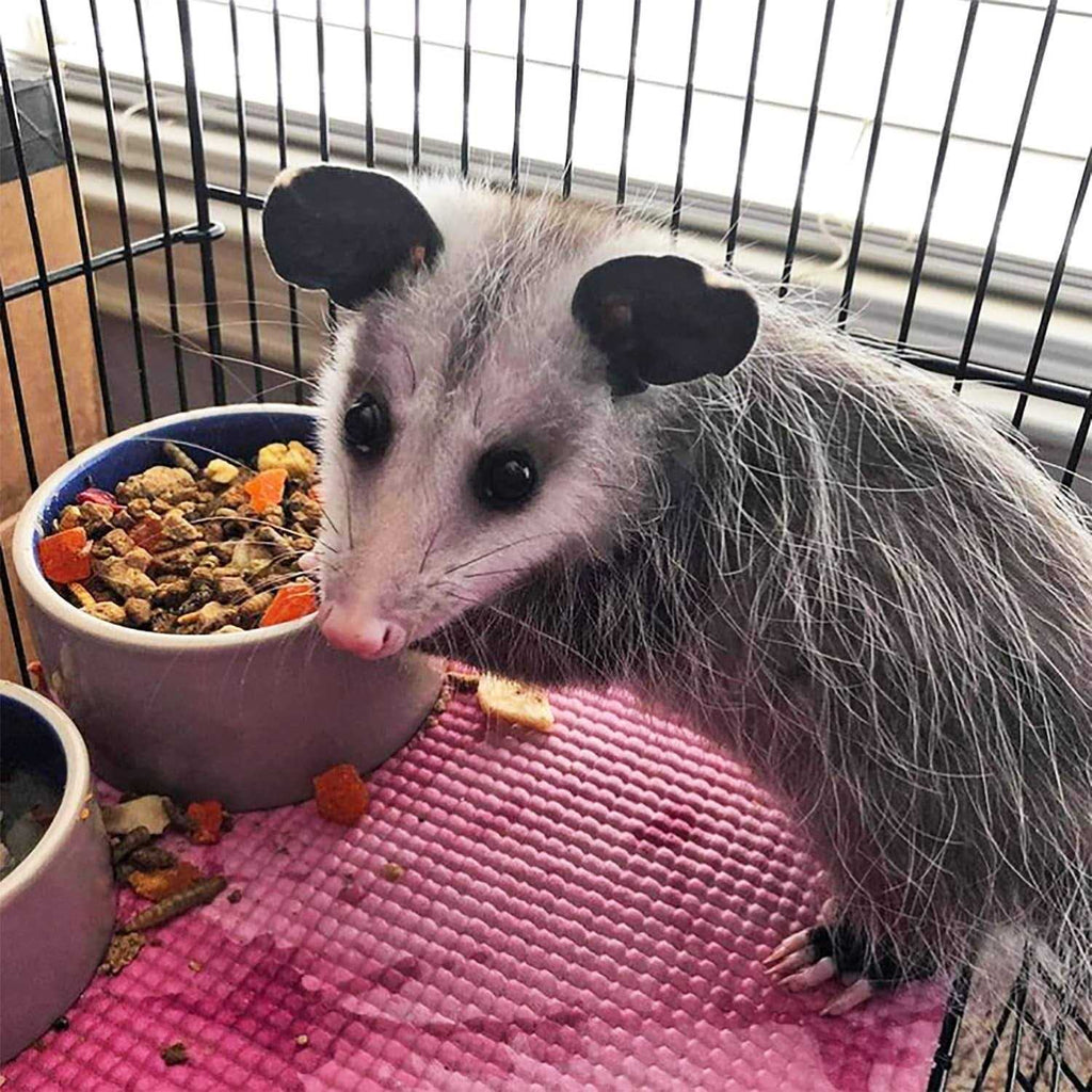 Opossum Complete Food B47917