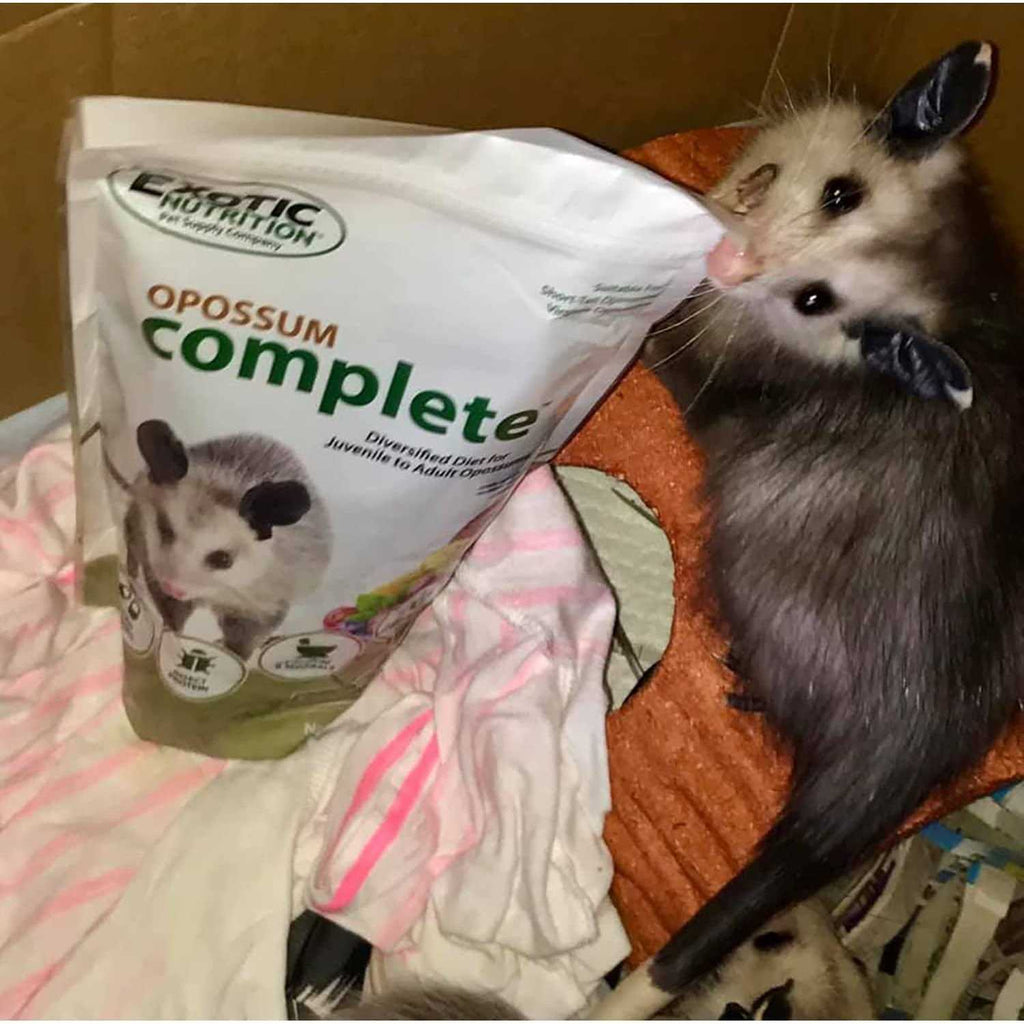 Opossum Complete Food B47917