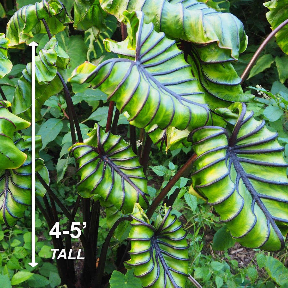 Elephant Ear Bulbs, 7/9 inches (Bag of 1) S610223