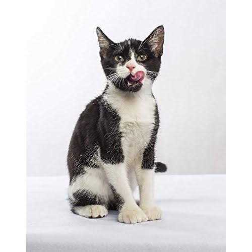 Grain-Free Dry Small Bite Cat Food V3780