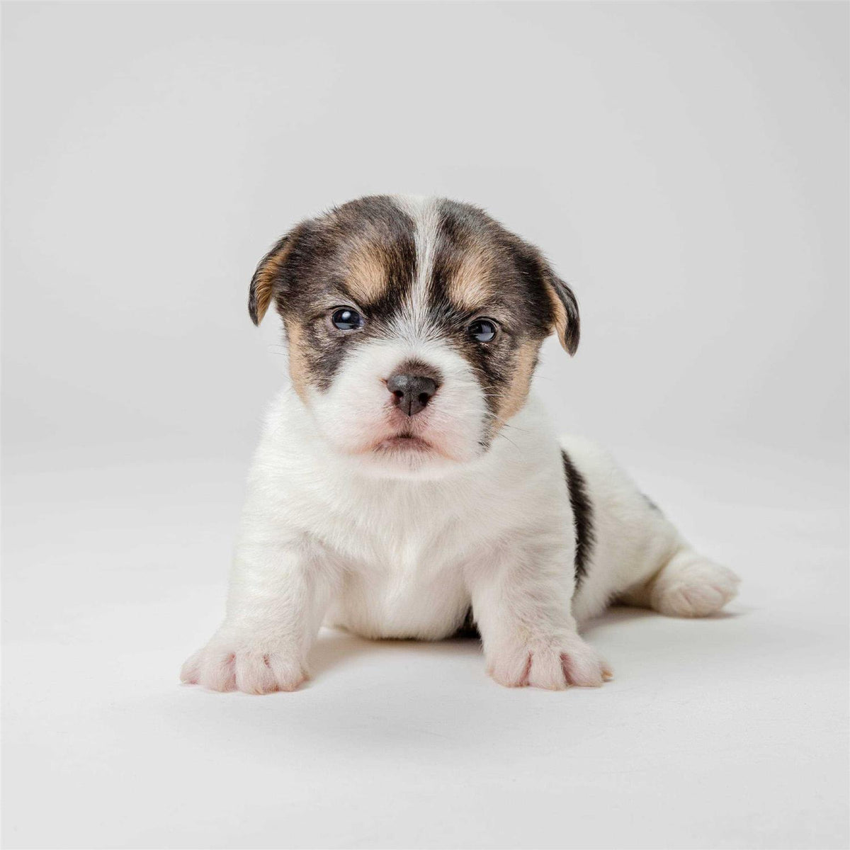 Puppy Weaning Food R65215