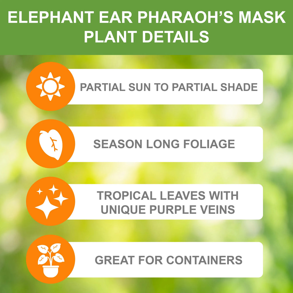 Elephant Ear Bulbs, 7/9 inches (Bag of 1) S610223