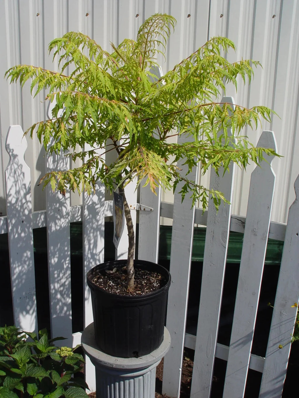 Sumac C939620