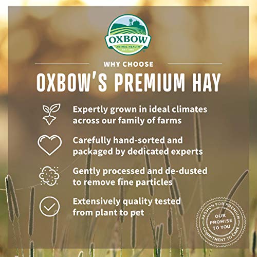 All Natural Western Timothy Hay - 15 oz. O548392