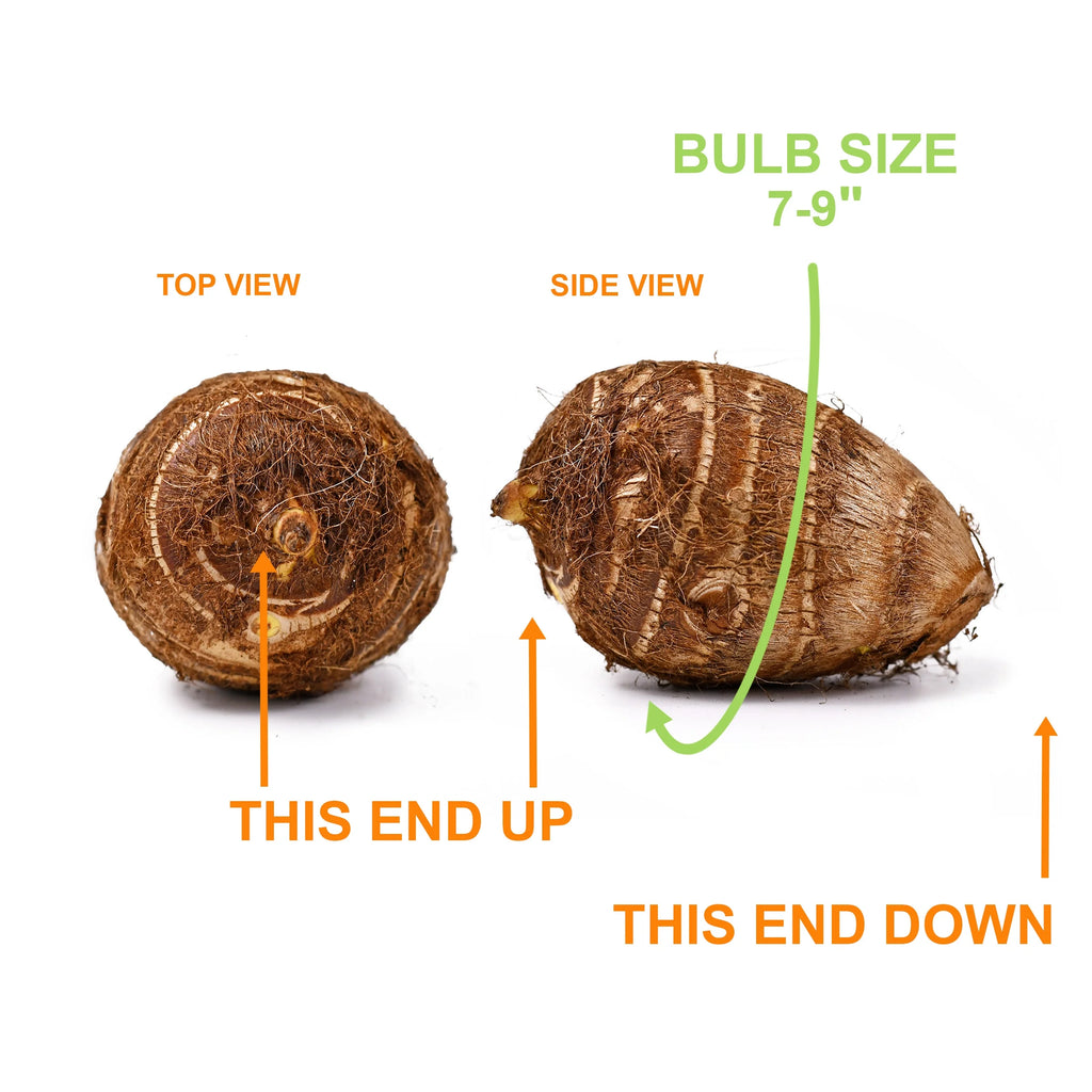 Elephant Ear Bulbs, 7/9 inches (Bag of 1) S610223