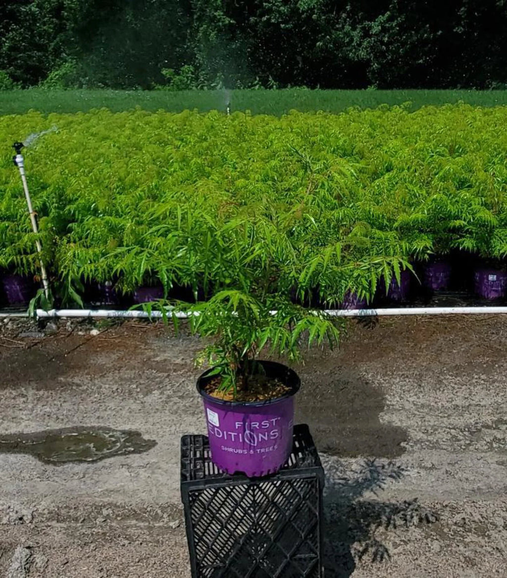 Sumac C939620
