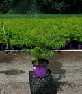 Sumac C939620