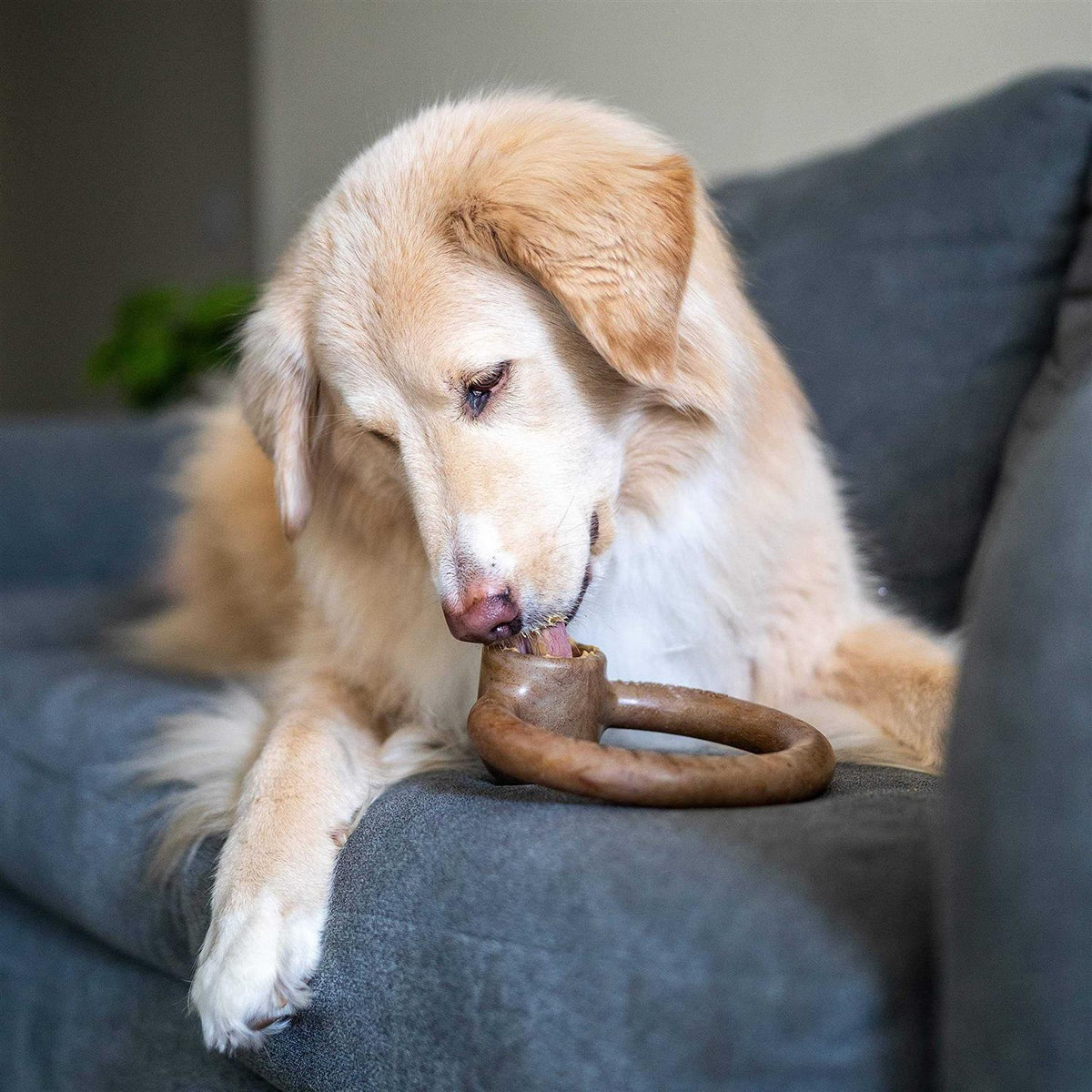 Durable Chew Toy for Aggressive Chewers R3703